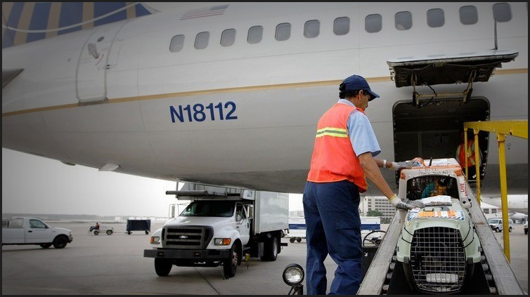 Transport animale.          Servicii aeriene cargo pentru animalele de companie.